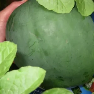 Black Diamond Watermelon Seeds - Large Non-GMO Fruit Seeds