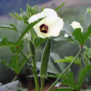Cowhorn Okra Seeds - Non-GMO Large Spineless Okra - Free Shipping