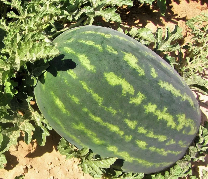 Crimson Sweet Watermelon Seeds - Heirloom Non-GMO Variety - Free Shipping