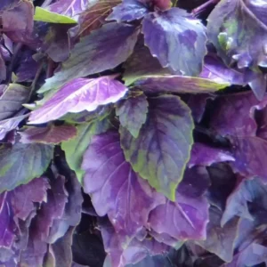 Dark Opal Basil Seeds - Non-GMO Purple Herb Seeds with Free Shipping