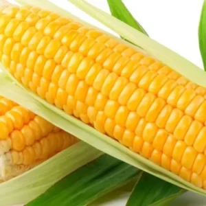 Early Golden Bantam Sweet Corn Seeds - Heirloom, Non-GMO - Free Shipping