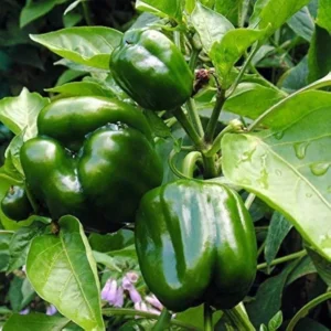 Emerald Giant Sweet Bell Pepper Seeds - Heirloom, Large, Red