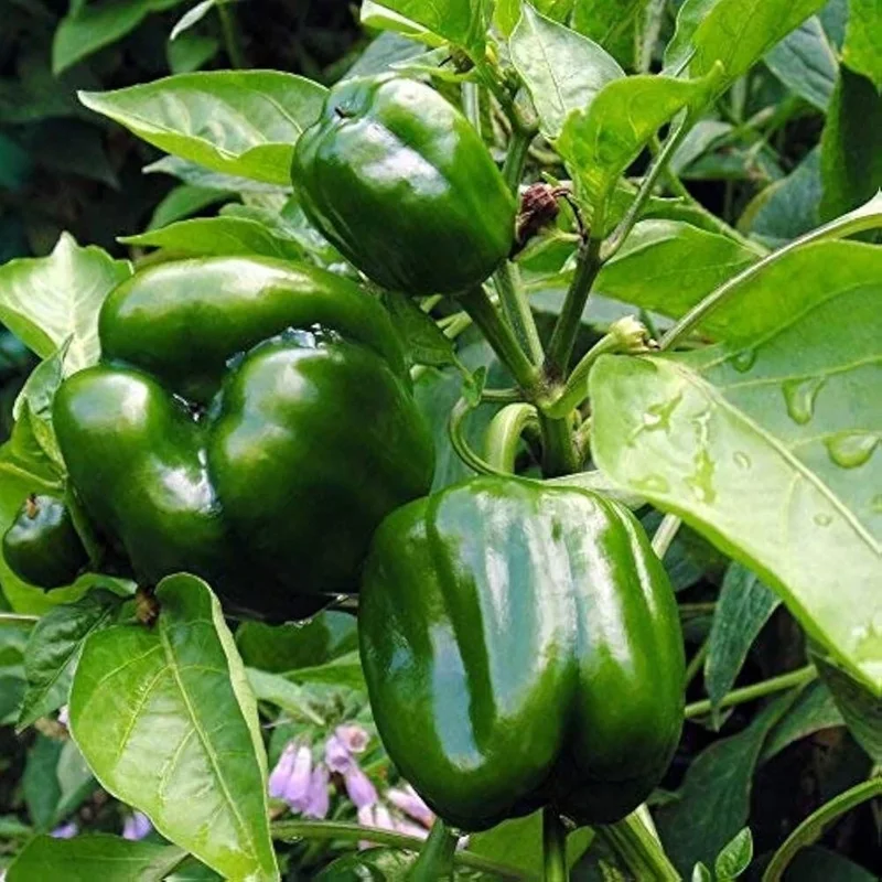 Emerald Giant Sweet Bell Pepper Seeds - Heirloom, Large, Red