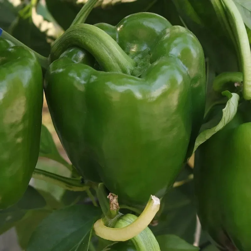 Emerald Giant Sweet Bell Pepper Seeds - Heirloom, Large, Red