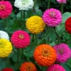 Lilliput Zinnia Seeds Mix - Zinnia Elegans Flower Seeds - Colorful NON-GMO with FREE SHIPPING