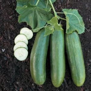 Straight Eight Cucumber Seeds - Heirloom Non-GMO - Variety Sizes