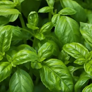 Sweet Basil Seeds - Common Herb, Easy to Grow, Non-GMO