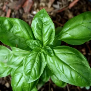 Sweet Basil Seeds - Common Herb, Easy to Grow, Non-GMO