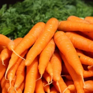 Tendersweet Carrot Seeds - Non-GMO - Free Shipping - Vitamin A Rich