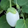 White Egg Eggplant Seeds - Non-GMO Heirloom Garden Egg Vegetable Seeds