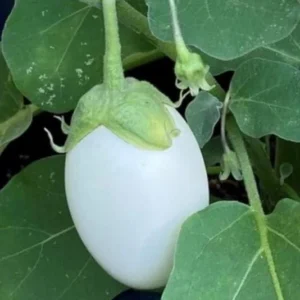 White Egg Eggplant Seeds - Non-GMO Heirloom Garden Egg Vegetable Seeds