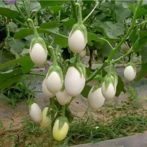 White Egg Eggplant Seeds - Non-GMO Heirloom Garden Egg Vegetable Seeds